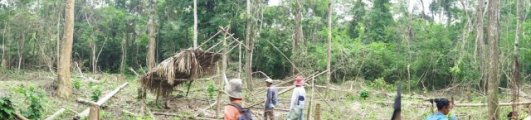 Establishment of temporary housing in a recently deforested area
